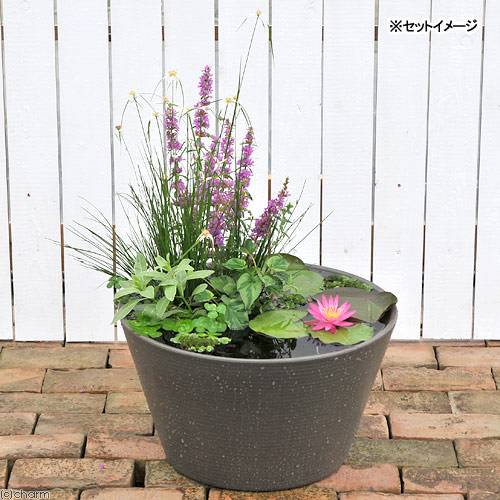 （ビオトープ）睡蓮セット（睡蓮桃＋メダカ睡蓮鉢グレー＋ヒメダカ＋浮き草他）１セットオリジナル　本州四国限定　ＣＲＣ15―10―20―20―20