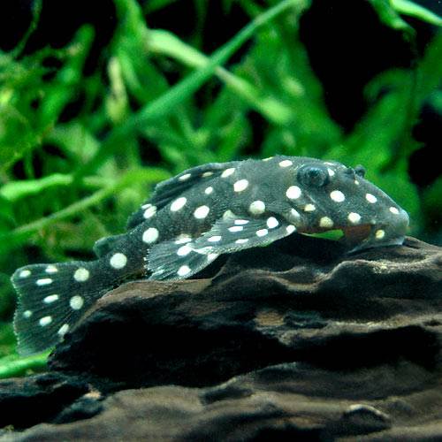 （熱帯魚）ブラックウィズホワイト・カイザープレコ（ワイルド）（１匹）　北海道・九州航空便要保温　ＣＲＣ13―44―40―00―00