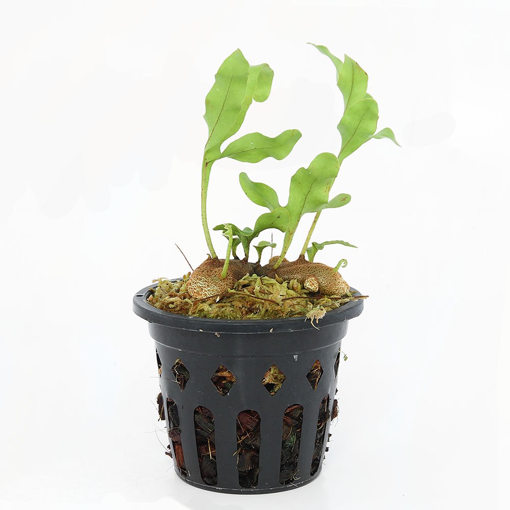 （観葉植物）レカノプテリス　クルスタセア（アリノスシダ）Ｋａｐｕａｓ　Ｈｕｌｕ　Ｗｅｓｔ　Ｂｏｒｎｅｏ（１鉢）　ＣＲＣ15―35―26―00―00