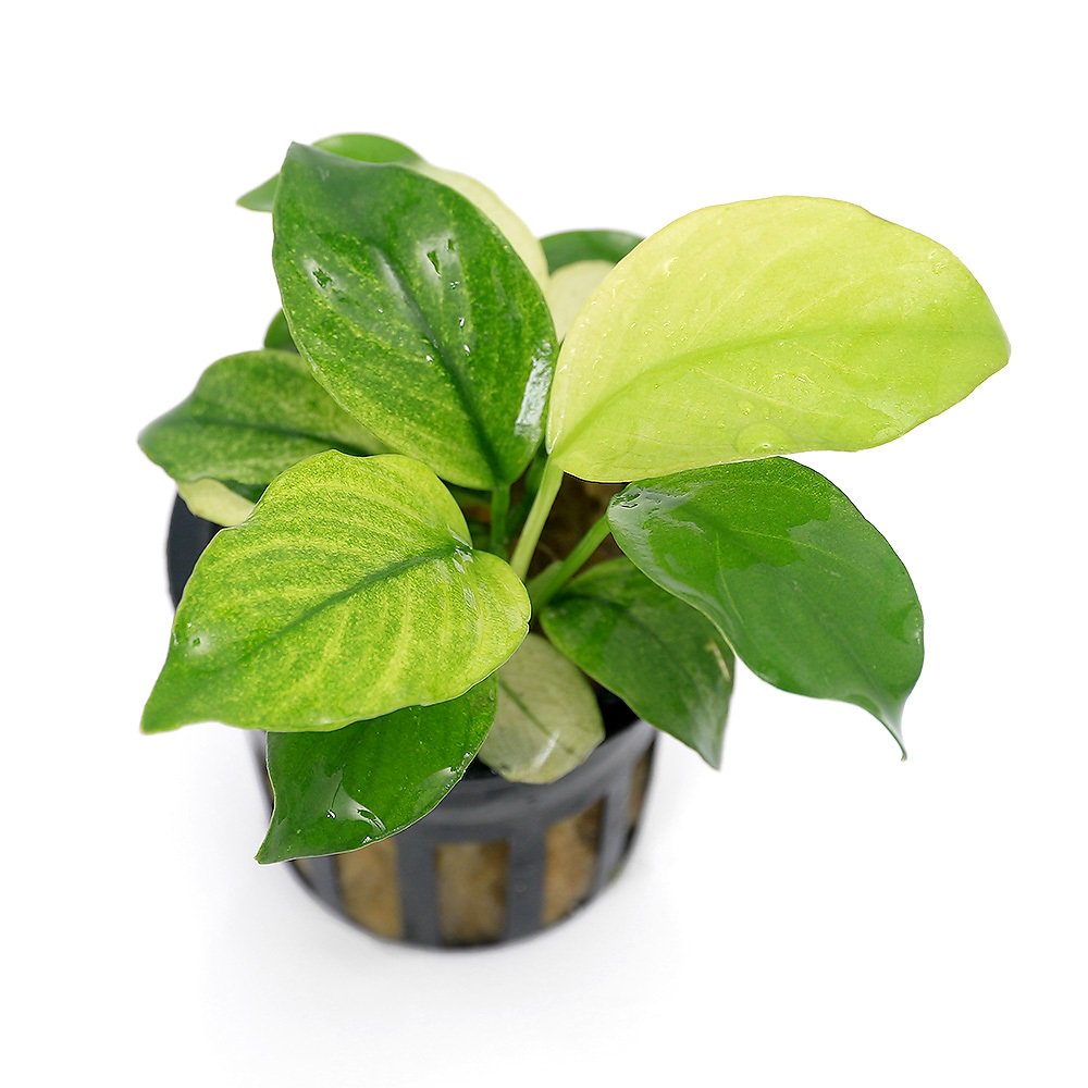 （水草）アヌビアス　バルテリー　ブロードホワイト（水上葉）（１ポット分）　ＣＲＣ12―60―10―10―00