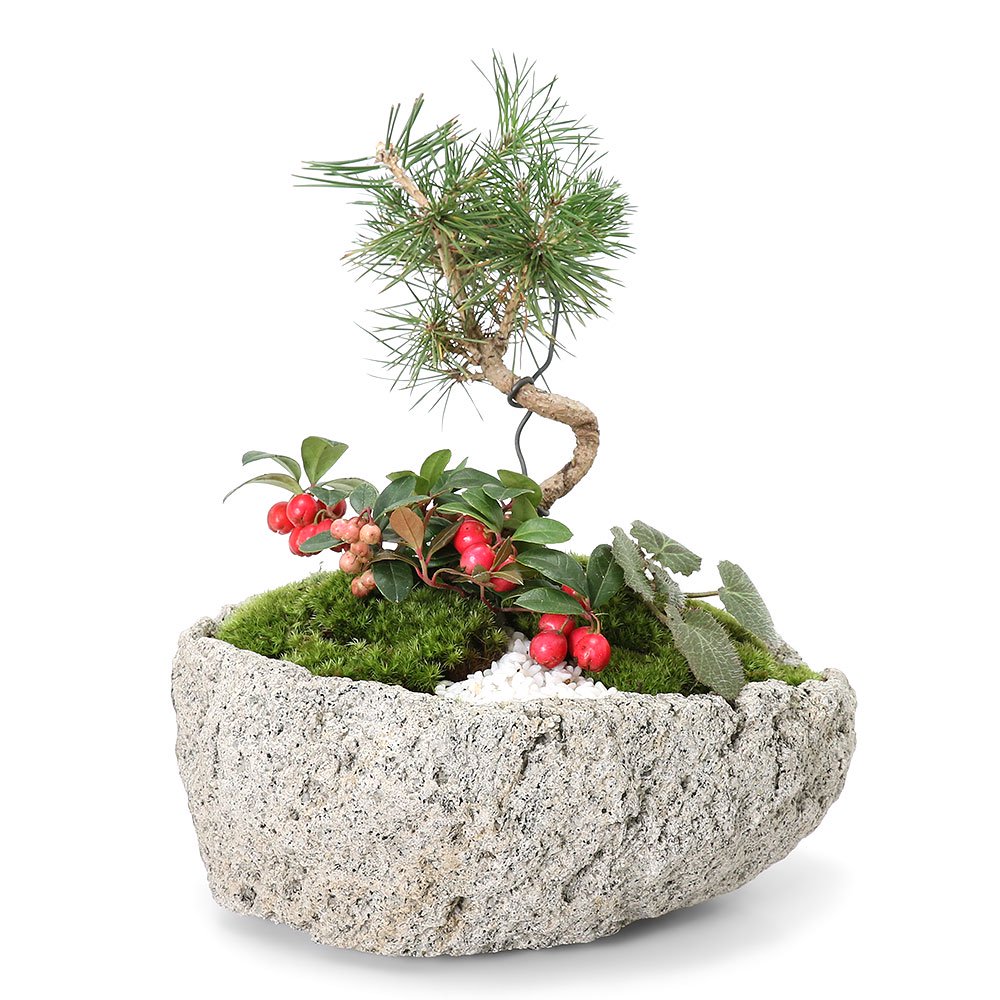 （山野草）苔盆栽　ねじり黒松とチェッカーベリーとユキノシタの寄せ植え　白溶岩石鉢　Ｍサイズ（１鉢）　化粧砂付き　ＣＲＣ15―35―05―00―00