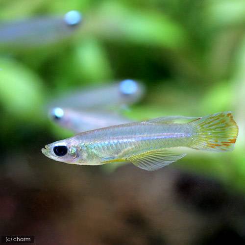 （熱帯魚）アプロケイリクティス・マクロフタルマス（ワイルド）（５匹）　北海道・九州航空便要保温　ＣＲＣ13―17―10―00―00