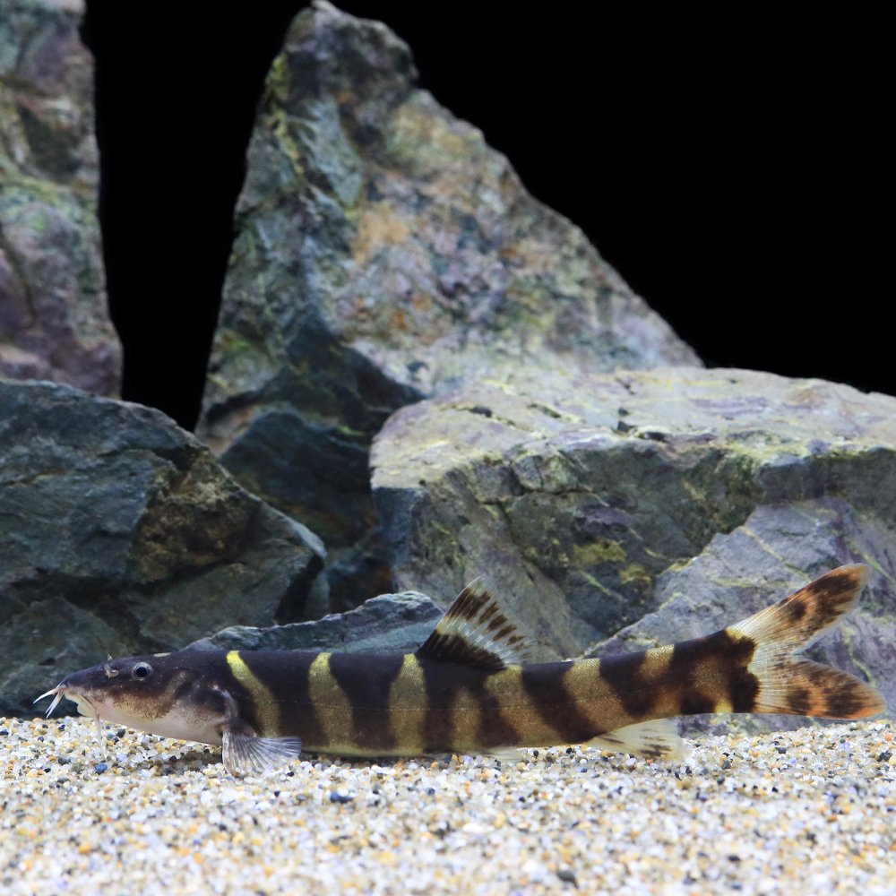 （熱帯魚）レプトボティア・ペレグリニ（１匹）　北海道・九州航空便要保温　ＣＲＣ13―26―07―00―00