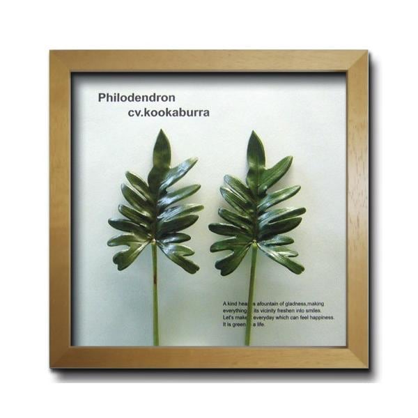 アートフレーム リーフパネル グリーン おしゃれ ウォールデコレーション ナチュラル 壁掛け 飾り 観葉植物 フィロデンドロン 325x325mm