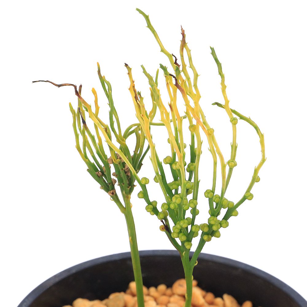 （山野草）シダ（羊歯）マツバラン　司三光　３号（１鉢）　ＣＲＣ15―35―50―00―00