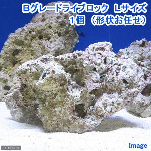 （海水魚）Ｂグレードライブロック　Ｌサイズ（１個）（形状お任せ）　ＣＲＣ26―55―30―40―00