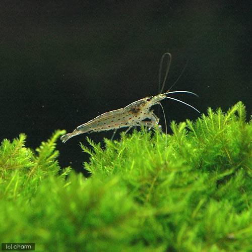 （エビ）ヤマトヌマエビ（１００匹）（＋１割おまけ）　北海道・九州航空便要保温　ＣＲＣ13―70―20―00―00