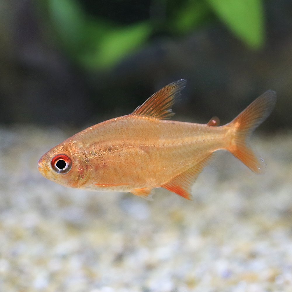 （熱帯魚）レッドチェリー・テトラ　グァポレ（ワイルド）（３匹）　北海道・九州航空便要保温　ＣＲＣ13―20―10―10―00