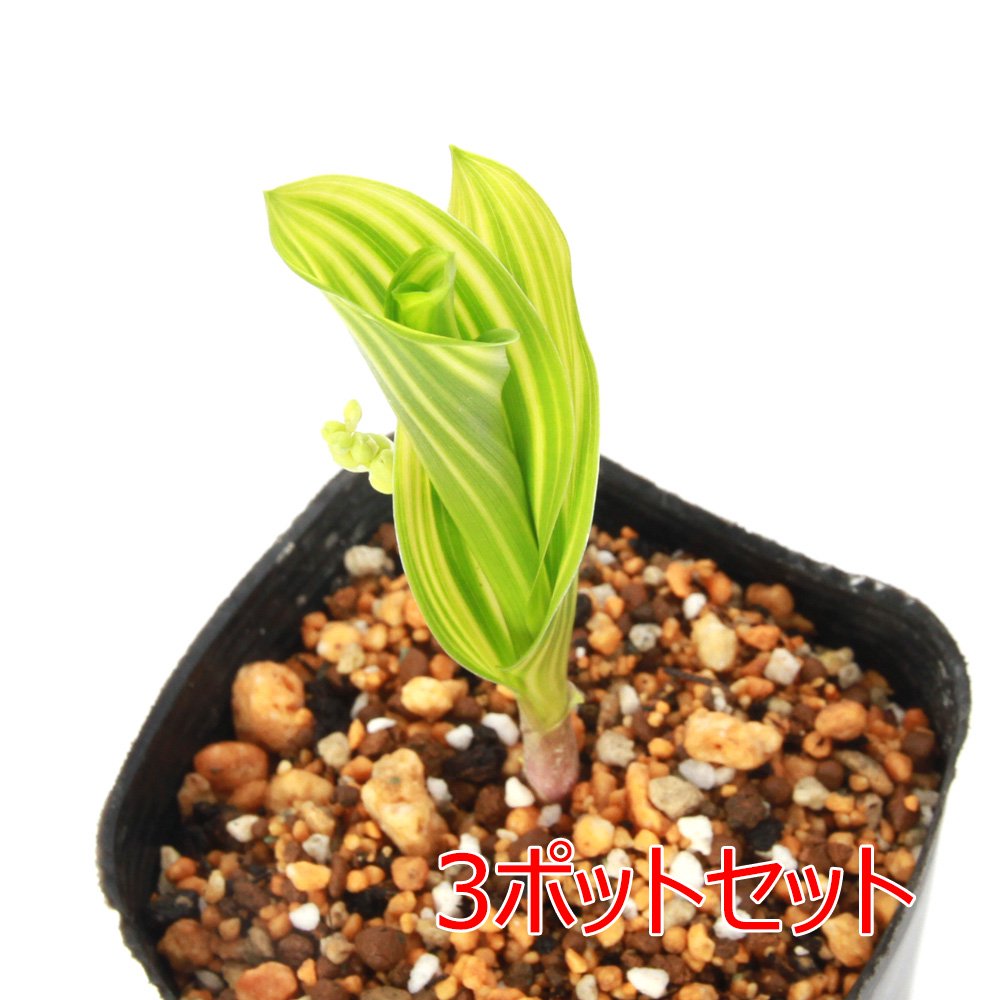 （山野草）網目斑スズラン　３号（３ポット）　ＣＲＣ15―35―12―00―00 5,392円