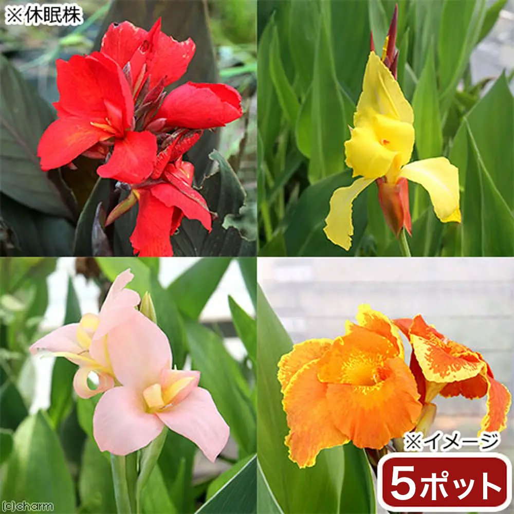 （ビオトープ）水生植物　カンナ　品種おまかせ　４号（５ポット）　ＣＲＣ15―10―40―20―50