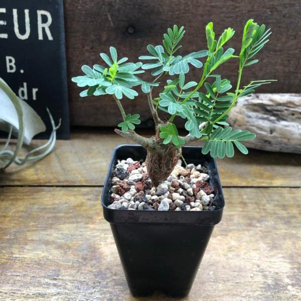 センナ　メリディオナリス Senna meridionalis コーデックス 塊根植物 5,681円