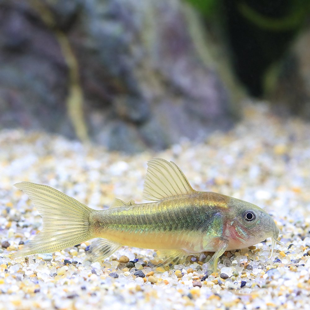 （熱帯魚）コリドラス・イルミネータス　ゴールド　ロングフィン（ブリード）（１匹）　北海道航空便要保温　ＣＲＣ13―36―20―00―00