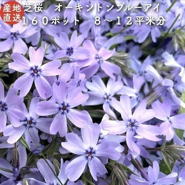 高品質 芝桜 オーキントンブルーアイ 青色種 ９cmポット苗 １６０株 シバザ