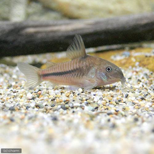 （熱帯魚）コリドラス・ナッテレリー（ワイルド）（１匹）　北海道航空便要保温　ＣＲＣ13―36―20―00―00