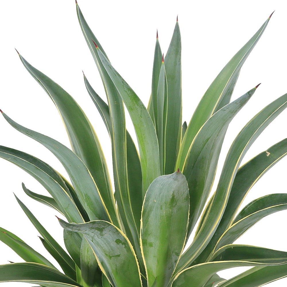 （多肉植物）アガベ　ベネズエラ　７号（１鉢）　ＣＲＣ15―60―20―00―00