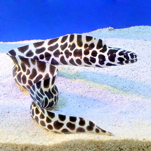（海水魚）インディアンモレイ（１匹）　北海道・九州航空便要保温　ＣＲＣ26―30―46―20―00