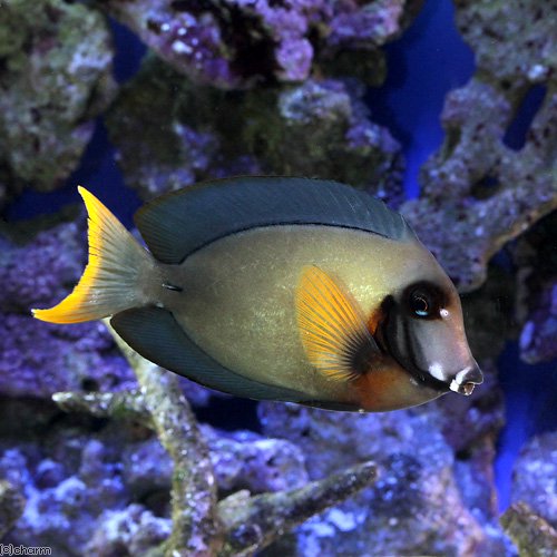 （海水魚）インディアンミミックサージョンフィッシュ　Ｌサイズ（１匹）　北海道航空便要保温　ＣＲＣ26―30―14―00―00