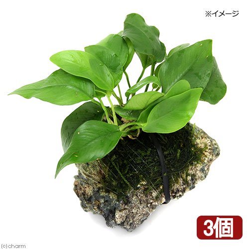 （水草）アヌビアスナナ　ゴールデン＆ウィローモス付　風山石　Ｓサイズ（約１０ｃｍ）（３個）　ＣＲＣ12―60―10―20―00 5,289円
