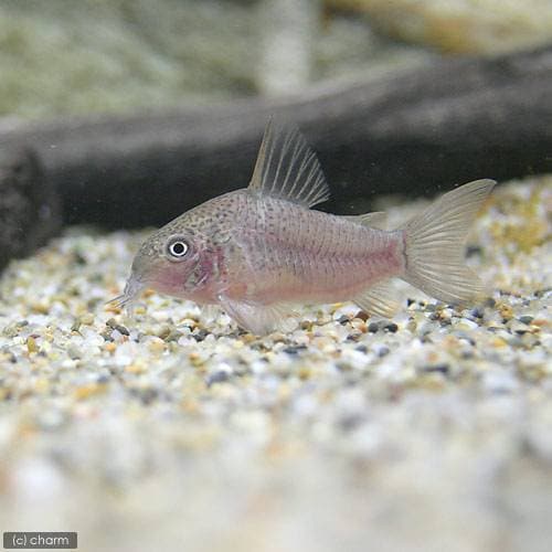 （熱帯魚）コリドラス・ポリスティクタス（ワイルド）（１匹）　北海道航空便要保温　ＣＲＣ13―36―20―00―00