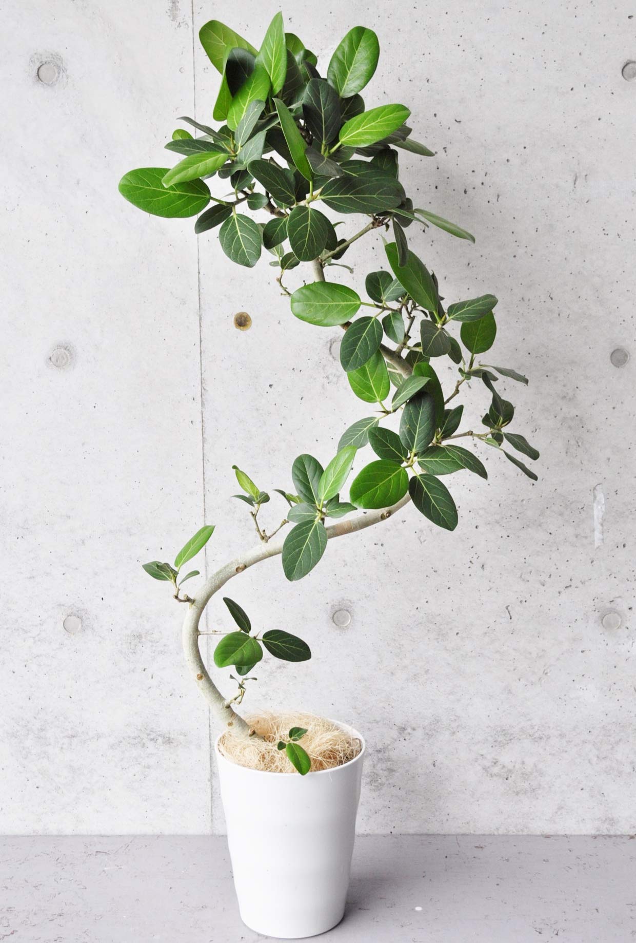 フィカス・ベンガレンシス 約140cm 曲がり S字樹形 8号 指宿産直 産地マーケット