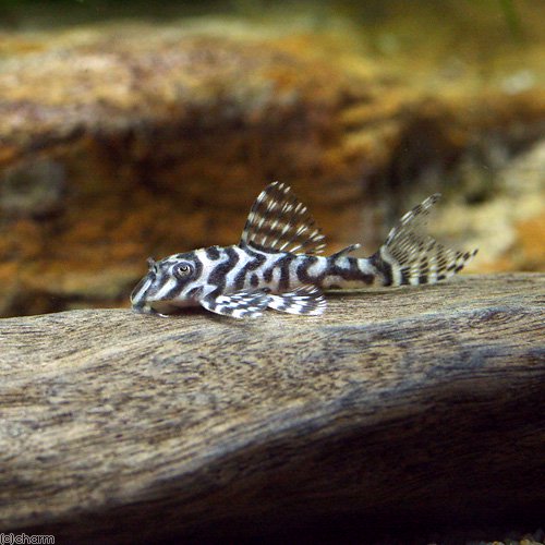 （熱帯魚）キングタイガー・ペコルティア　Ｓサイズ（ブリード）（１匹）　北海道航空便要保温　ＣＲＣ13―44―20―00―00