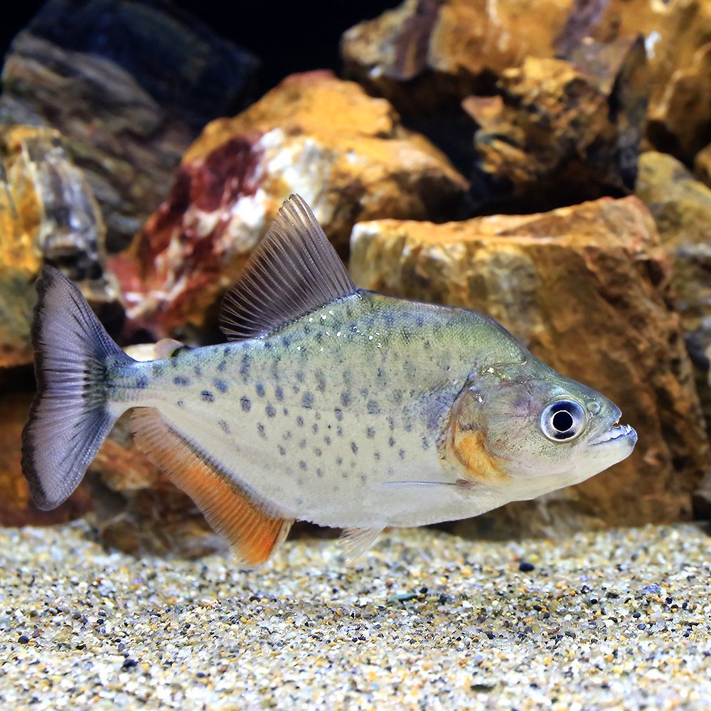 （熱帯魚）カタリーナ・ピラニア（ワイルド）（１匹）　北海道・九州航空便要保温　ＣＲＣ13―20―12―00―00