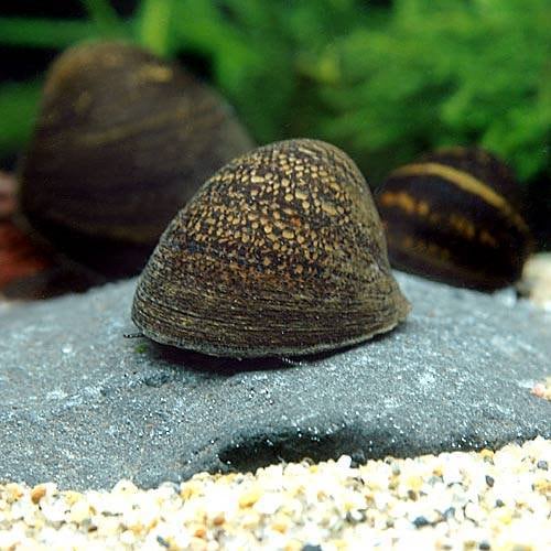 （エビ・貝）レッドリップ・スネール（３０匹）　ＣＲＣ13―80―11―00―00