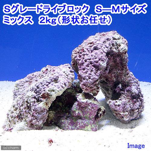 （海水魚）Ｓグレードライブロック　Ｓ－Ｍサイズミックス（２ｋｇ）（形状お任せ）　北海道・九州航空便要保温　ＣＲＣ26―55―20―20―00