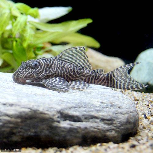 （熱帯魚）キングタイガー・ペコルティア　Ｌサイズ（ワイルド）（１匹）　北海道・九州航空便要保温　ＣＲＣ13―44―20―00―00