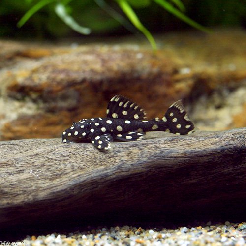 （熱帯魚）ドラゴンスター・クラウンプレコ（ブリード）（１匹）　北海道航空便要保温　ＣＲＣ13―44―50―00―00