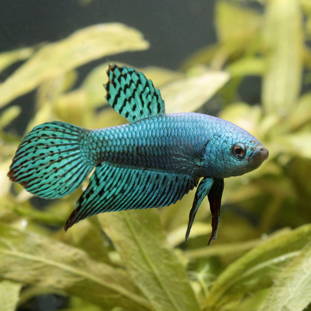 （熱帯魚）ベタ・コバルトグリーンシンフォニー（１ペア）　北海道航空便要保温　ＣＲＣ13―32―05―50―00