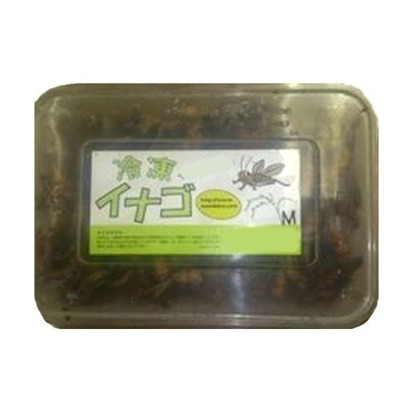 冷凍イナゴMサイズ 200g×3個セット【クール便発送】 両生類 中型魚 大型魚 熱帯魚 アロアナ 亀 カメ かめ 小動物 エビ えび 海老 カルシウム エサ 餌 フード