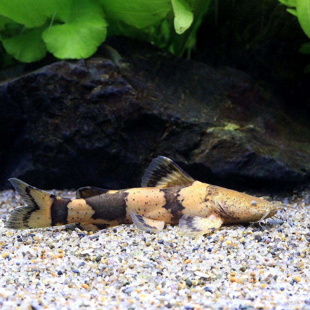 （熱帯魚）ジャウーペドラ　コロンビア（ワイルド）（１匹）　北海道・九州航空便要保温　ＣＲＣ13―46―00―00―00