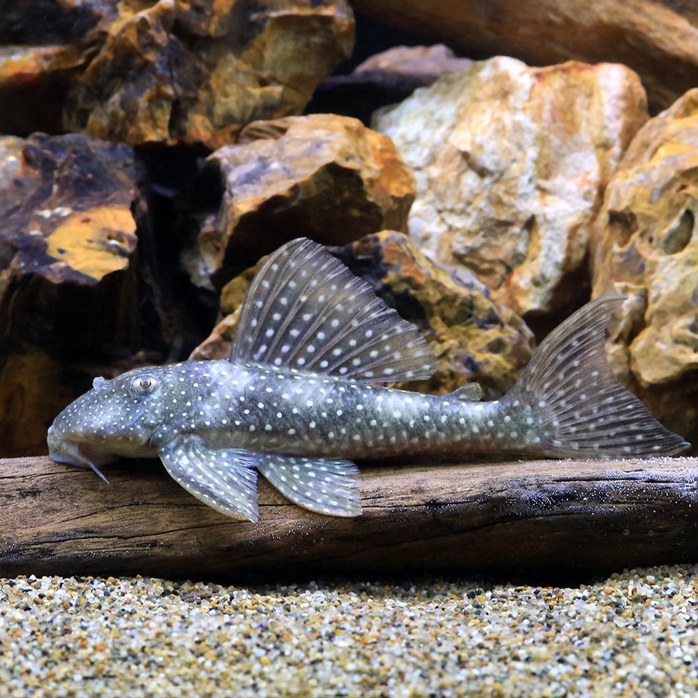 （熱帯魚）タパジョス・マグナムプレコ（ワイルド）（１匹）　北海道・九州航空便要保温　ＣＲＣ13―44―50―00―00