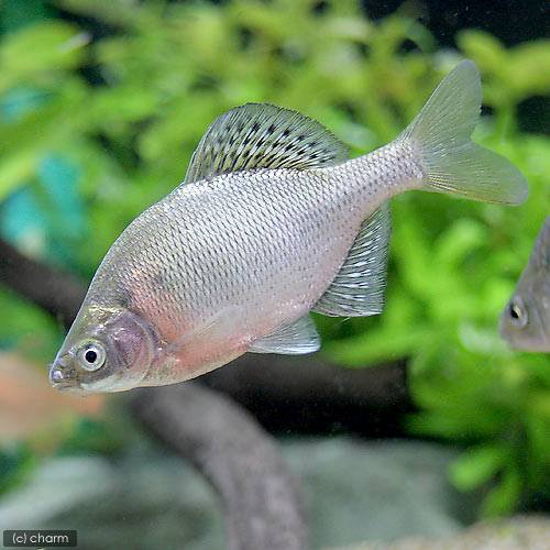 （淡水魚）ゼニタナゴ（１ペア）　ＣＲＣ60―30―10―10―10