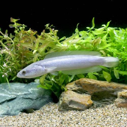 （熱帯魚）チャイニーズプラチナ・スネークヘッド（１匹）　北海道・九州航空便要保温　ＣＲＣ13―32―20―00―00