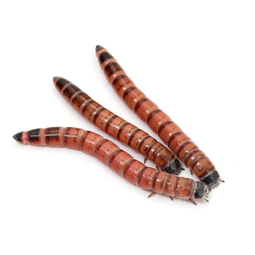 （生餌）レッドワーム（５００ｇ）　活餌　ＣＲＣ17―20―40―20―00