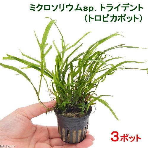 （水草）ミクロソリウムｓｐ．トライデント（トロピカポット）（３ポット）　ＣＲＣ12―58―20―10―00