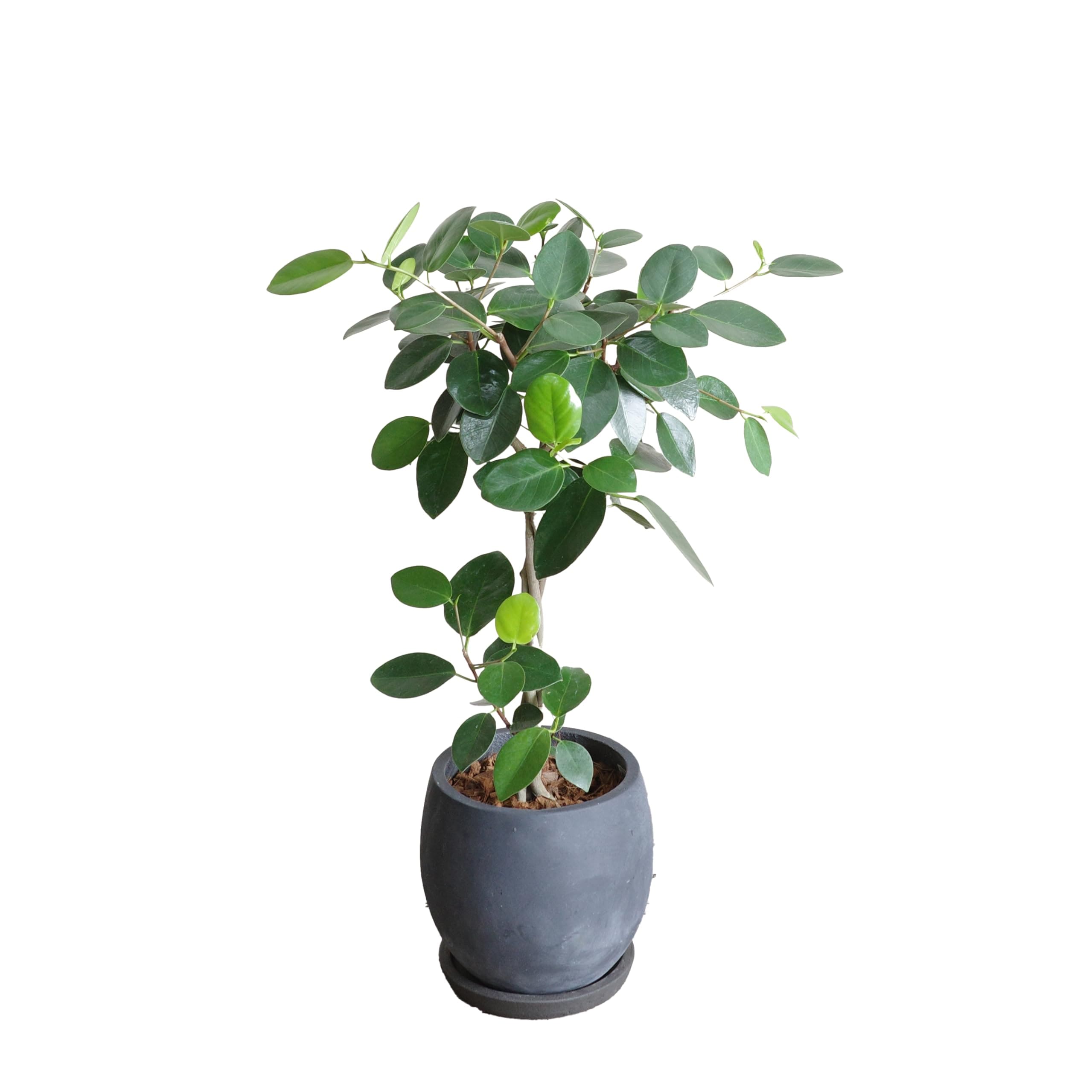 菩提樹 ボダイジュ 大判菩提樹 ファイバー鉢植え ブラック オオバンボダイジュ 観葉植物