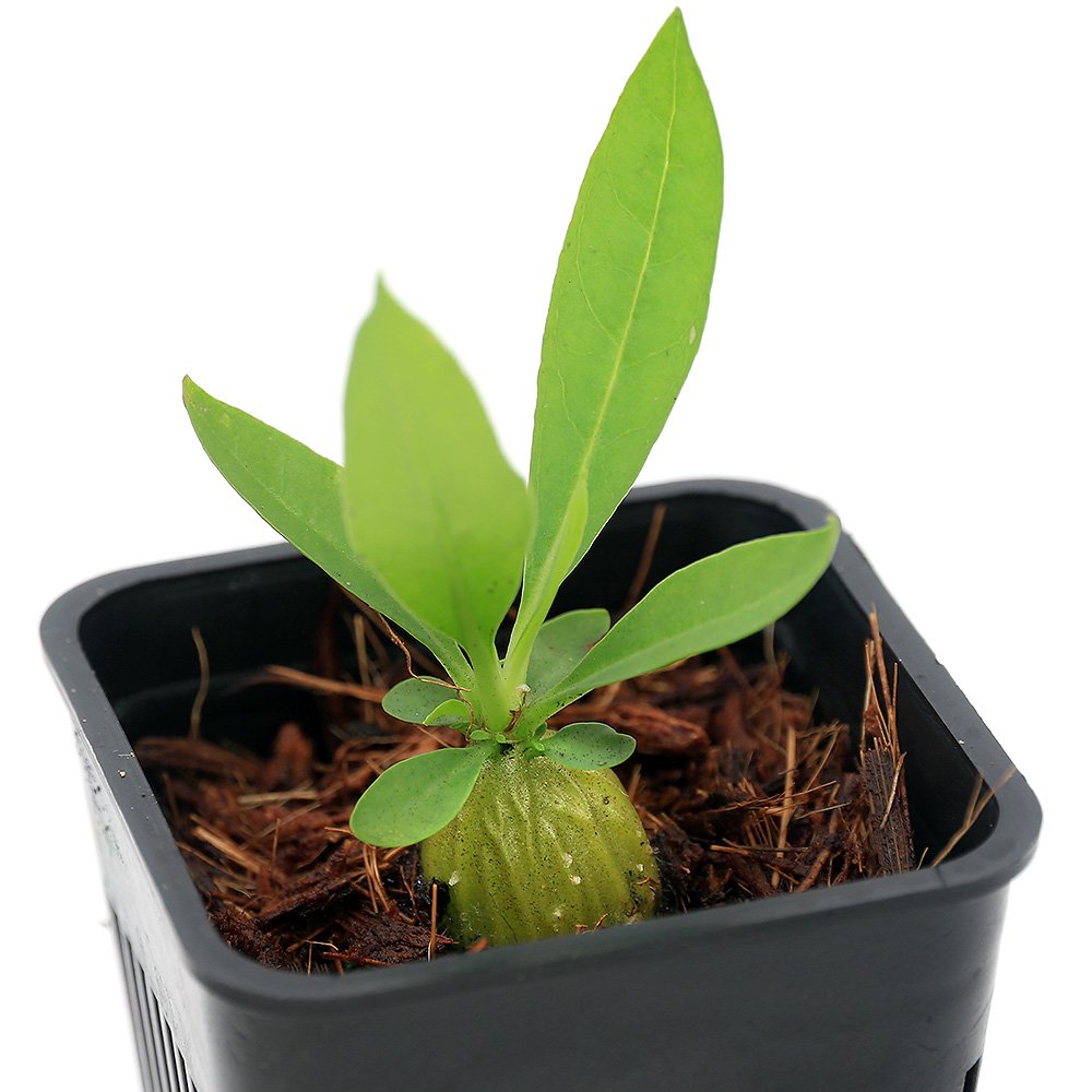 （観葉植物）ミルメコディアｃｆ．アラータ（ａｒｕｅｎｓｉｓ　ｔｙｐｅ，ｃｌｙｐｅｏｌｉ－ｈａｒｄ　ｔｈｏｒｎ）（１ポット）　ＣＲＣ12―88―01―00―00