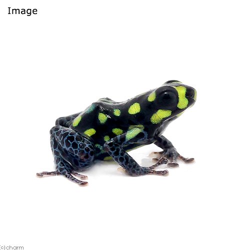 （両生類）バンゾリーニヤドクガエル（１匹）　北海道・九州航空便要保温　ＣＲＣ17―05―35―20―00