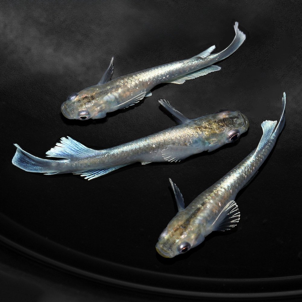 （めだか）マリアージュキッシングワイドフィンエメラルドタイプ（５匹）　ＣＲＣ60―20―22―30―20