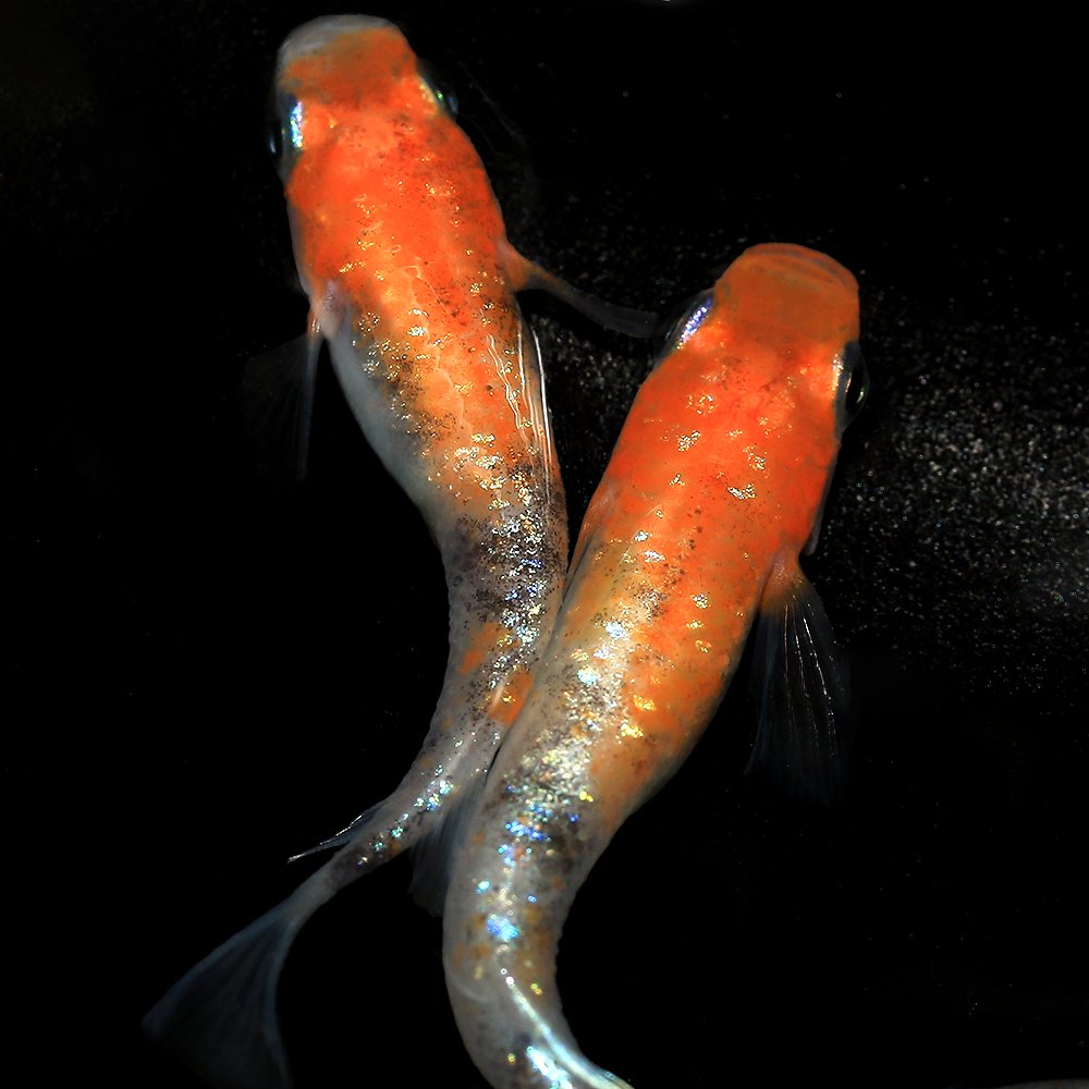 （めだか）三色ラメ体外光メダカ　ＷＩ‐０３（５匹）　ＣＲＣ60―20―22―70―20