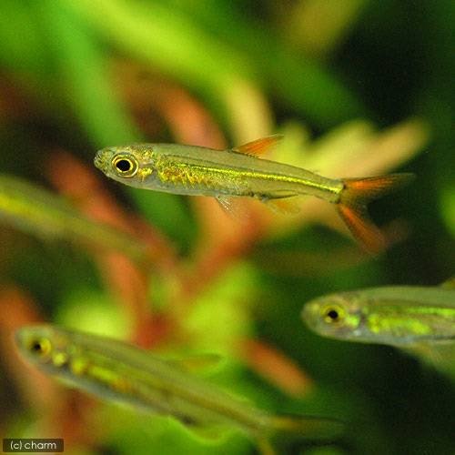 （熱帯魚）ジェリービーン・テトラ（１０匹）　北海道航空便要保温　ＣＲＣ13―20―15―00―00 6,031円