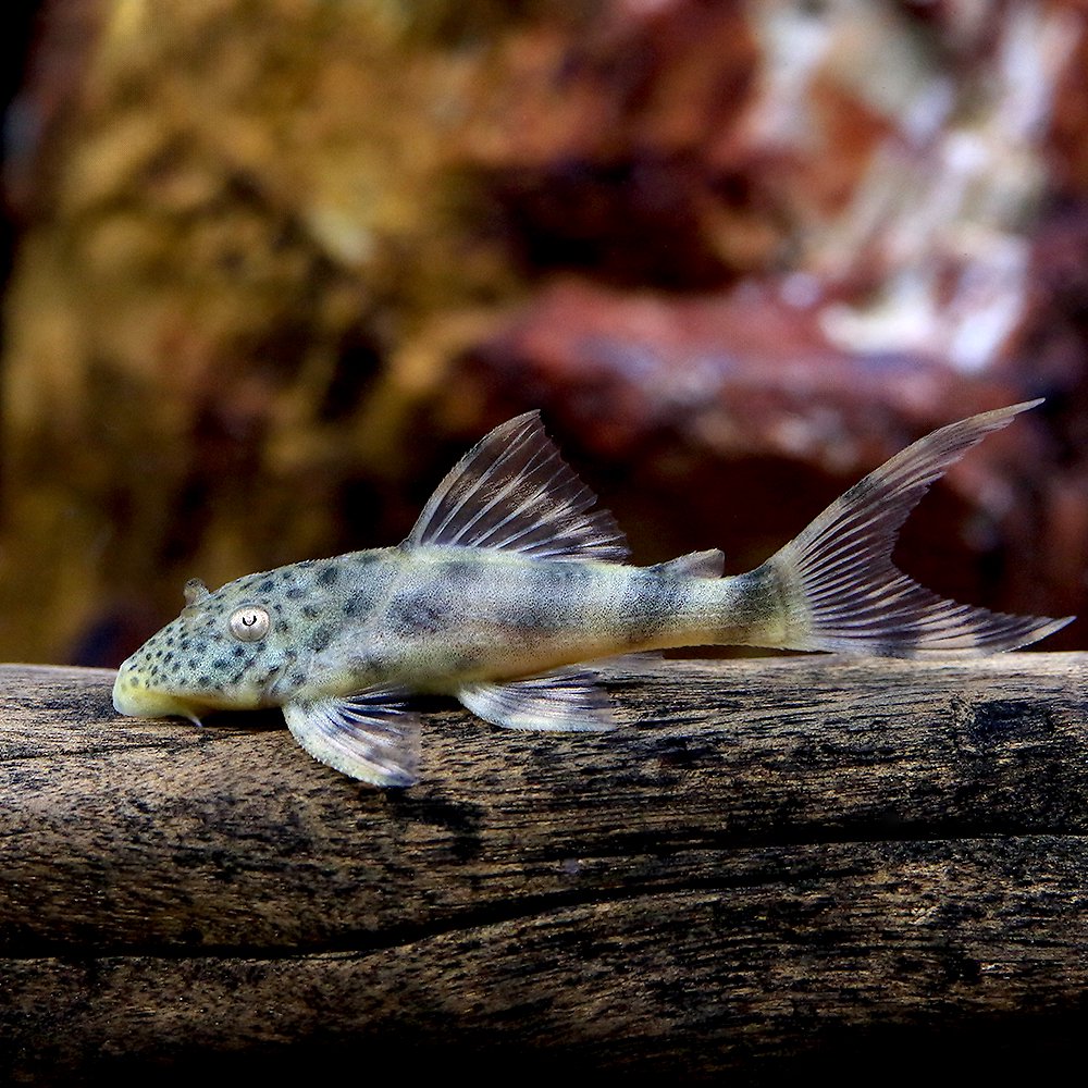 （熱帯魚）ペルースポットフォークテール・タイガープレコ（ワイルド）（１匹）　北海道航空便要保温　ＣＲＣ13―44―20―00―00