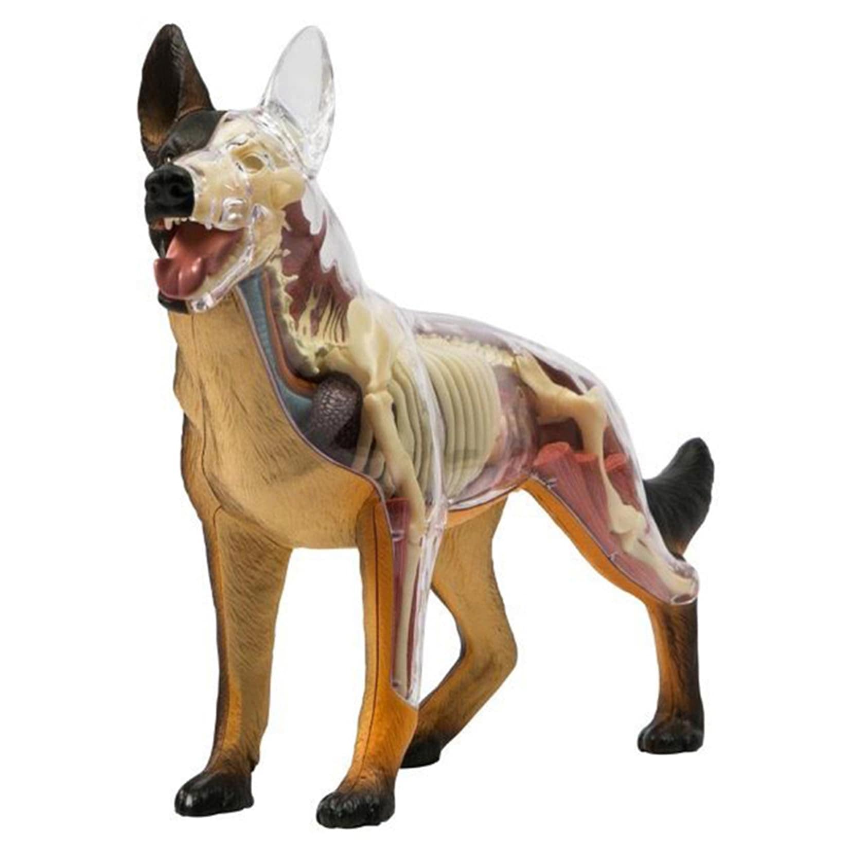 Amazon.co.jp: 4D 犬の解剖モデル、犬の骨格、動物の骨格標本