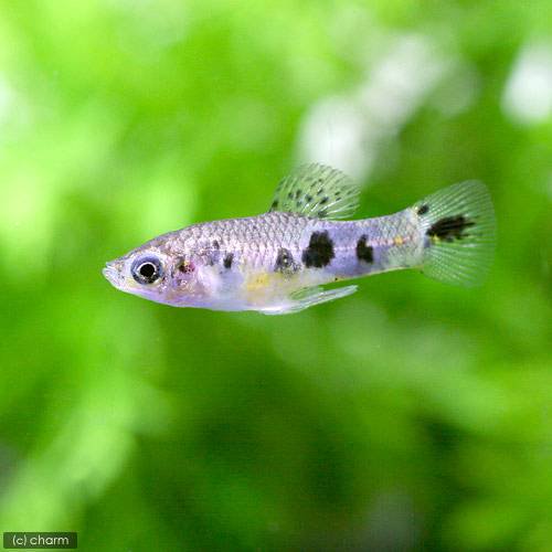 （熱帯魚）リミア　ヴィッタータ（１ペア）　北海道航空便要保温　ＣＲＣ13―15―30―00―00