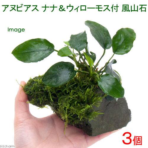 （水草）アヌビアスナナ＆ウィローモス付　風山石Ｓサイズ（約１０ｃｍ前後）（３個）　北海道航空便要保温　ＣＲＣ12―60―10―10―00