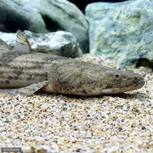 （熱帯魚）ポリプテルス・エンドリケリー・エンドリケリー　ナイジェリア産　Ｍサイズ（２０ー２５ｃｍ）　ワイルド（１匹）　北海道・九州航空便要保温　ＣＲＣ13―56―20―00―00