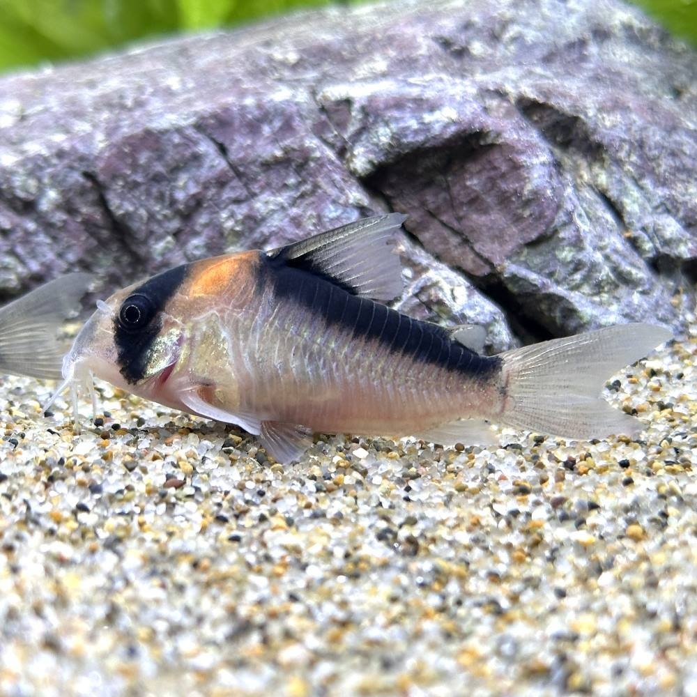 （熱帯魚）コリドラス・デュプリカレウス（ワイルド）（１匹）　北海道・九州航空便要保温　ＣＲＣ13―36―20―00―00